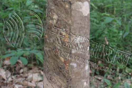 [橡膠硫化]性能指標全解析（一）